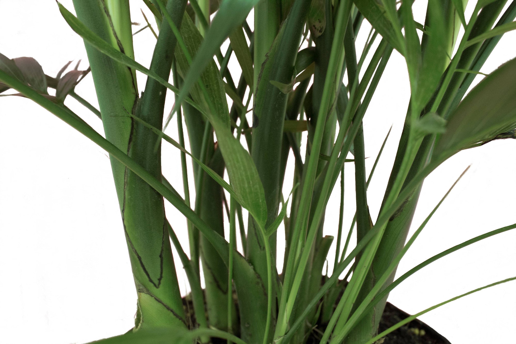 Live 3-Feet Cat Palm (Chamaedorea cataractarum) Easy to Grow House Plant, in 10-inch Grower Pot