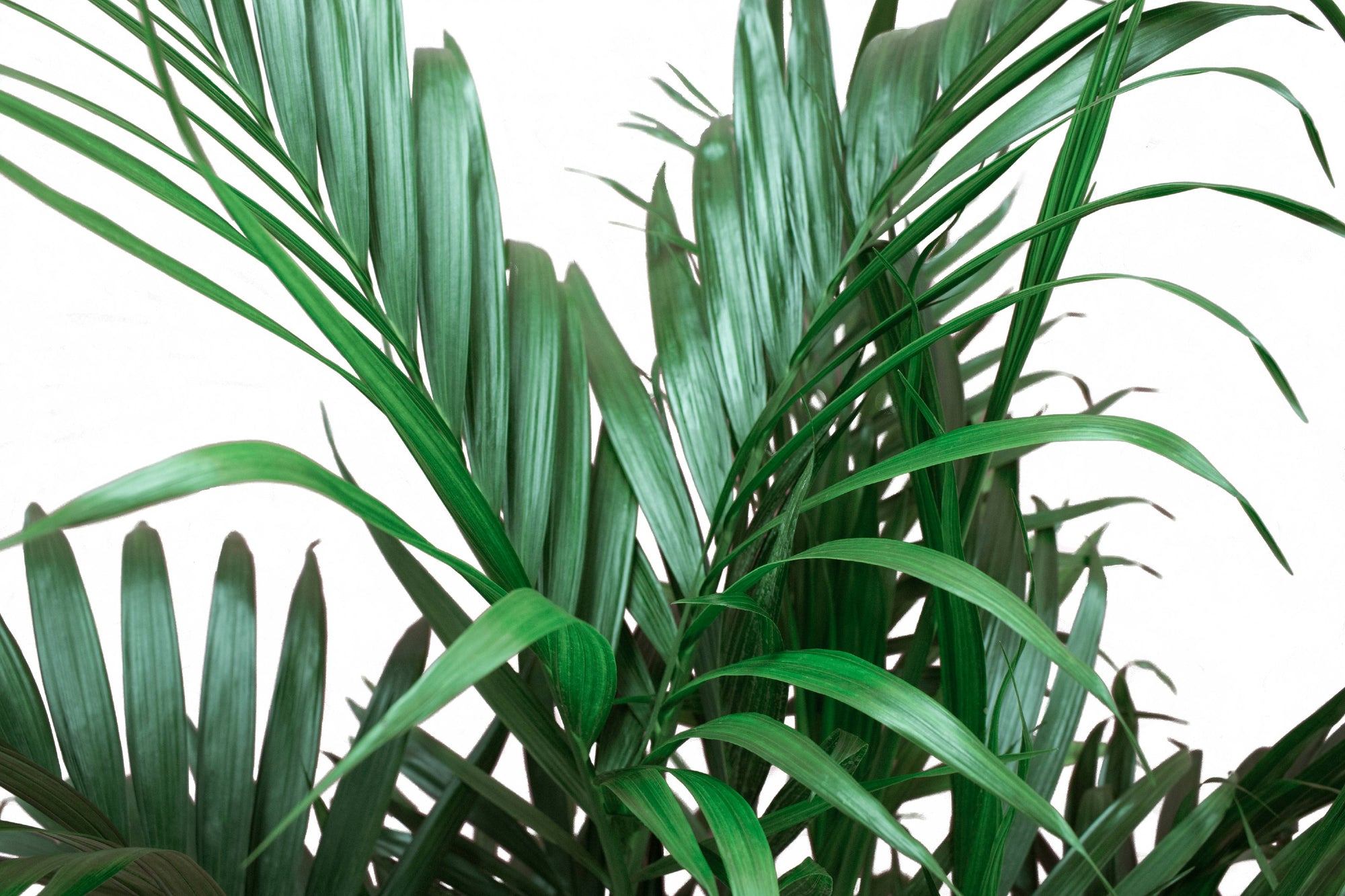 Live 3-Feet Cat Palm (Chamaedorea cataractarum) Easy to Grow House Plant, in 10-inch Grower Pot
