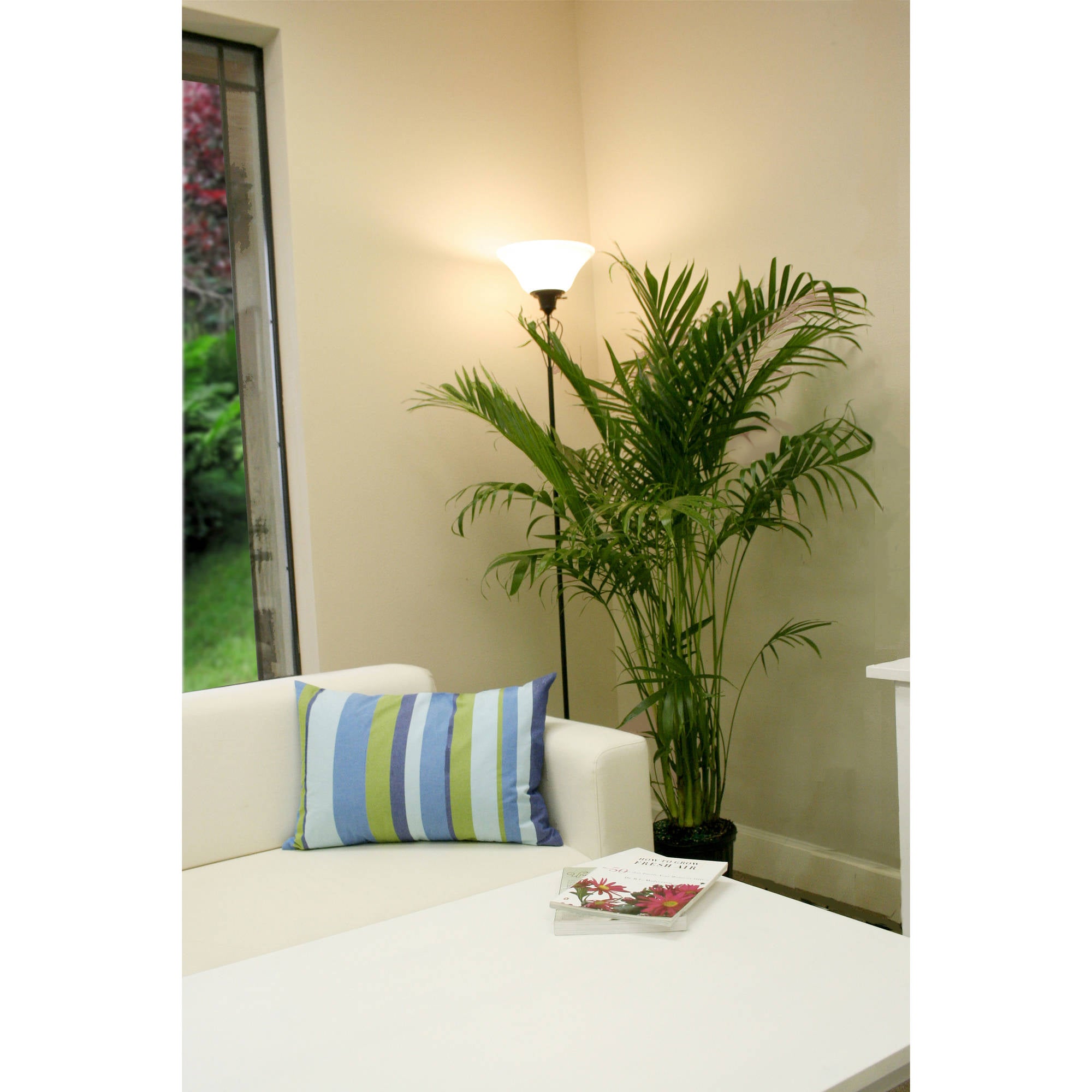Live 3-Feet Cat Palm (Chamaedorea cataractarum) Easy to Grow House Plant, in 10-inch Grower Pot
