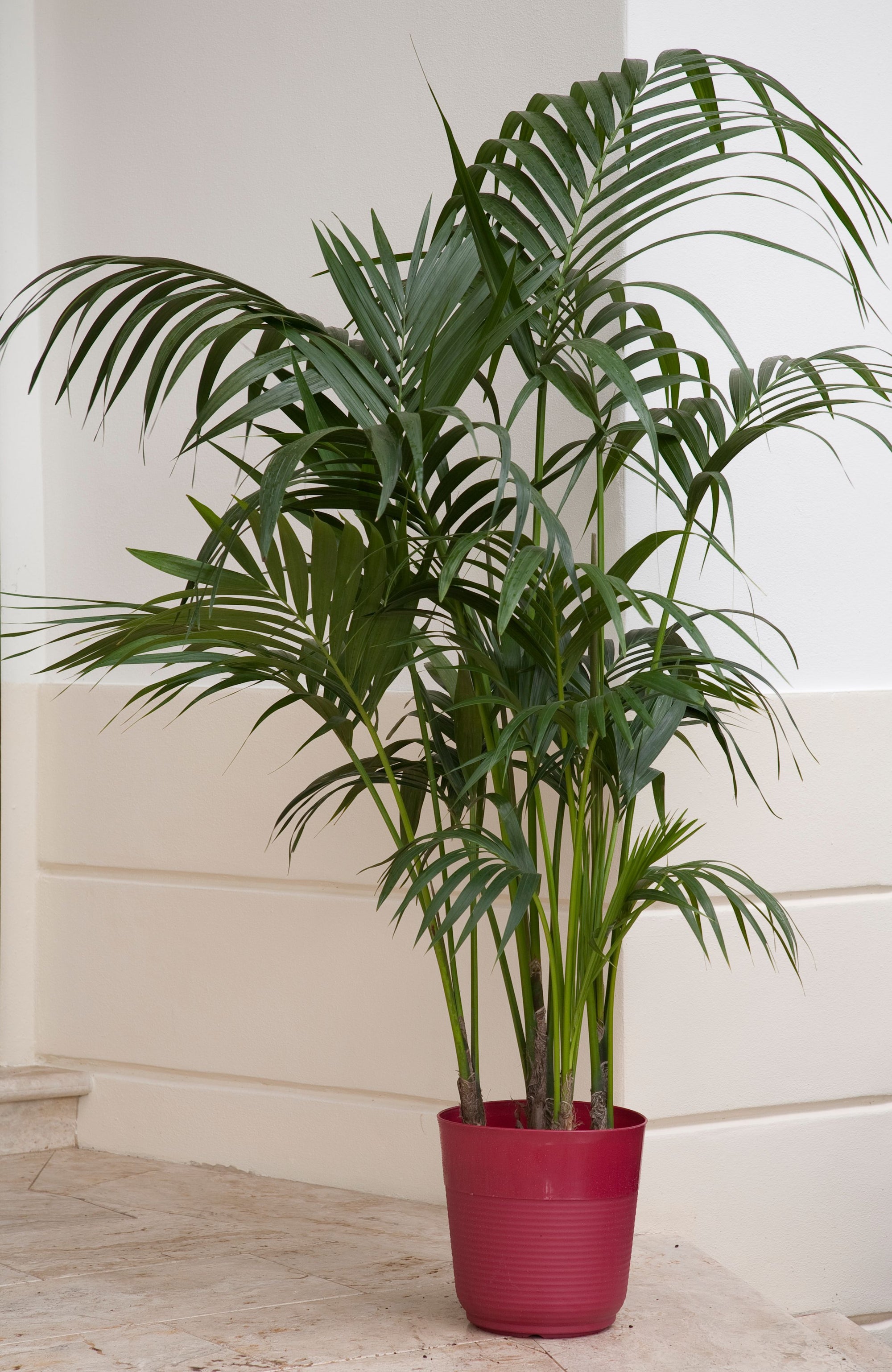 Live 3-Feet Cat Palm (Chamaedorea cataractarum) Easy to Grow House Plant, in 10-inch Grower Pot
