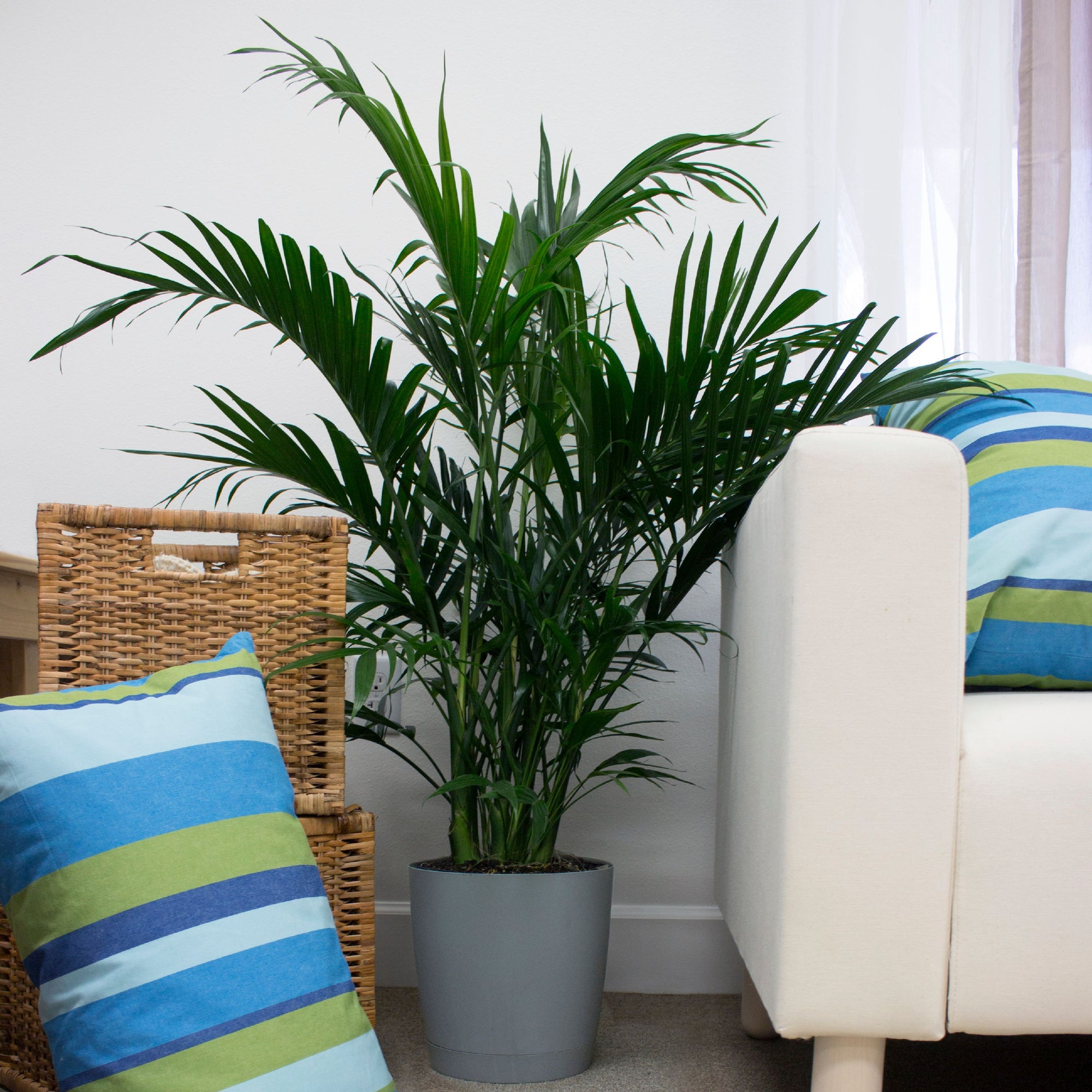 Live 3-Feet Cat Palm (Chamaedorea cataractarum) Easy to Grow House Plant, in 10-inch Grower Pot