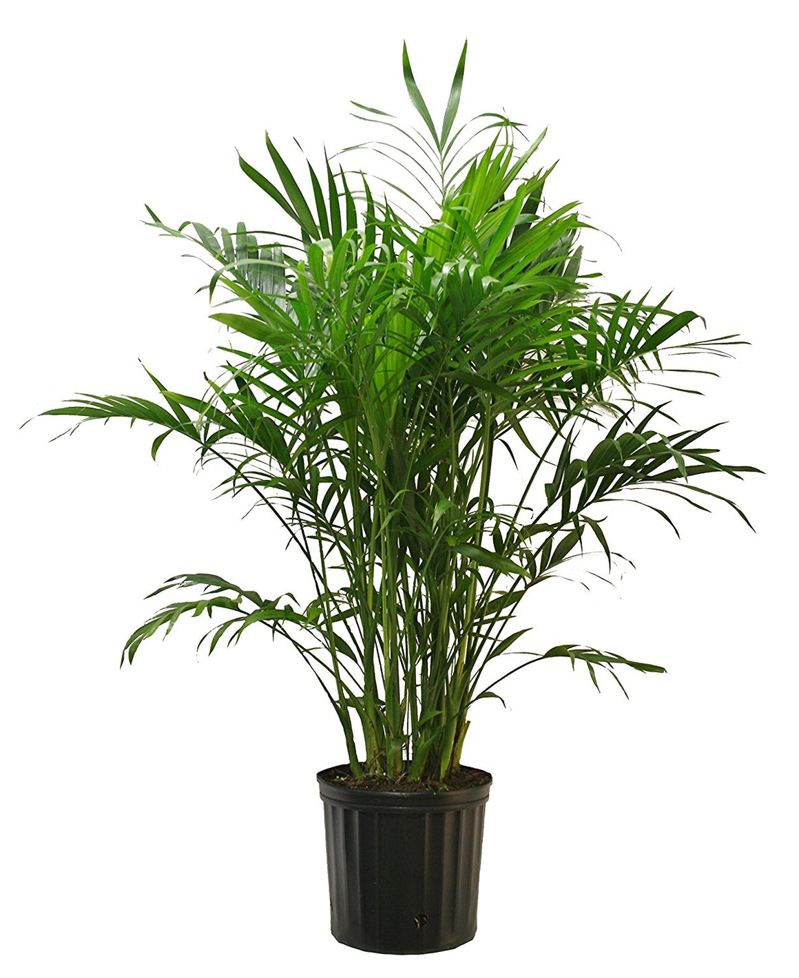 Live 3-Feet Cat Palm (Chamaedorea cataractarum) Easy to Grow House Plant, in 10-inch Grower Pot