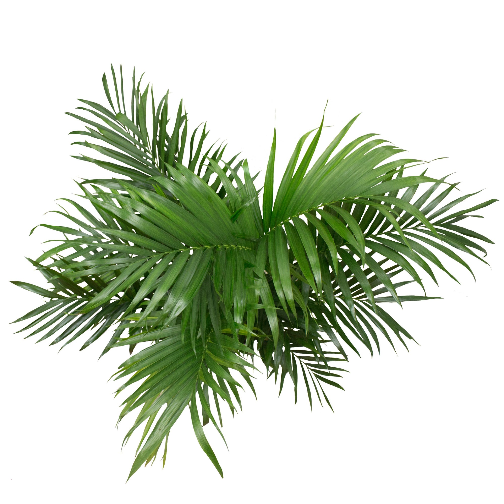 Live 3-Feet Cat Palm (Chamaedorea cataractarum) Easy to Grow House Plant, in 10-inch Grower Pot